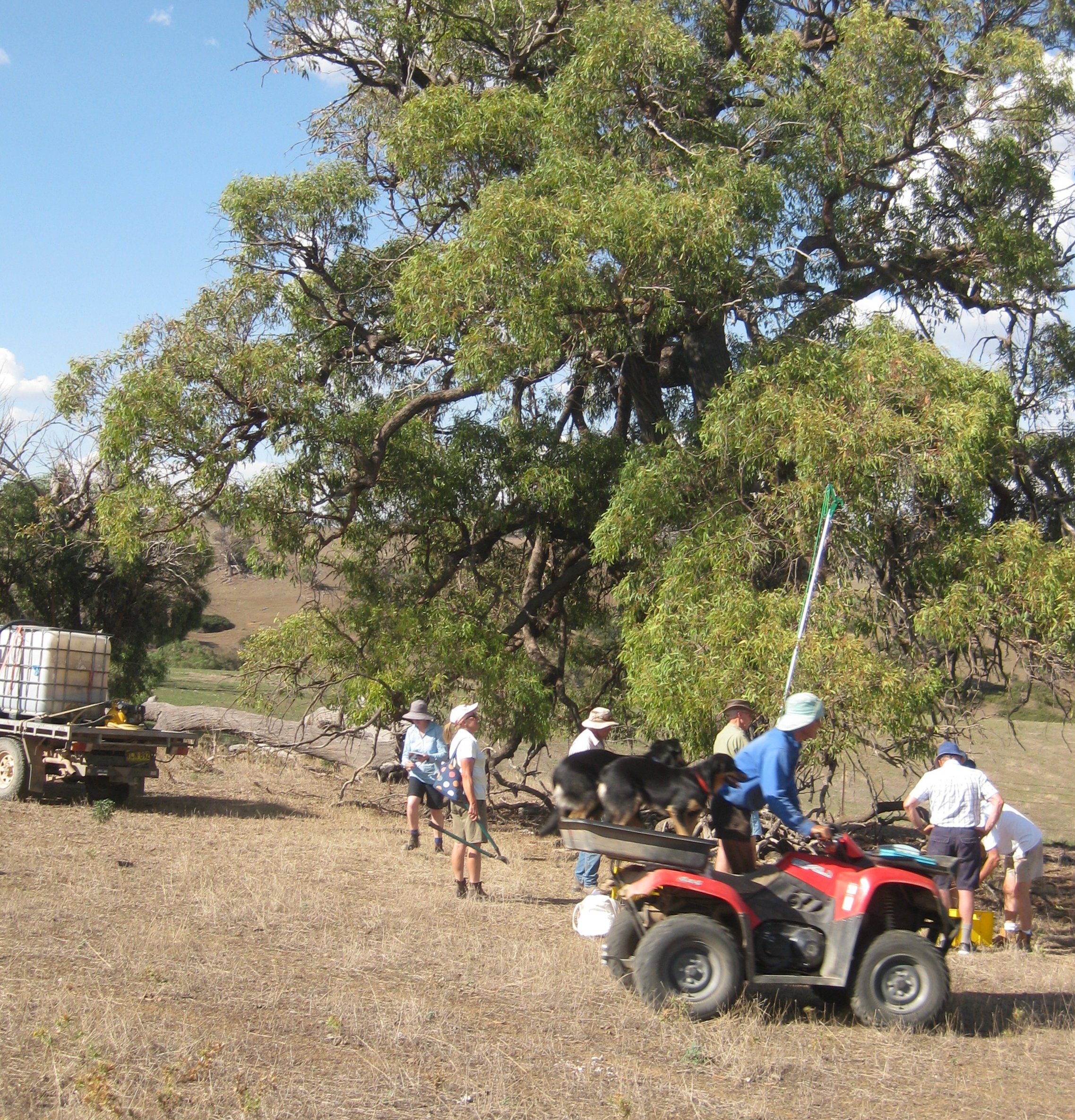 Landcare group members collecting seed from a eucalypt
