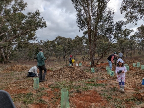 20260513 SuttonPlanting 500W
