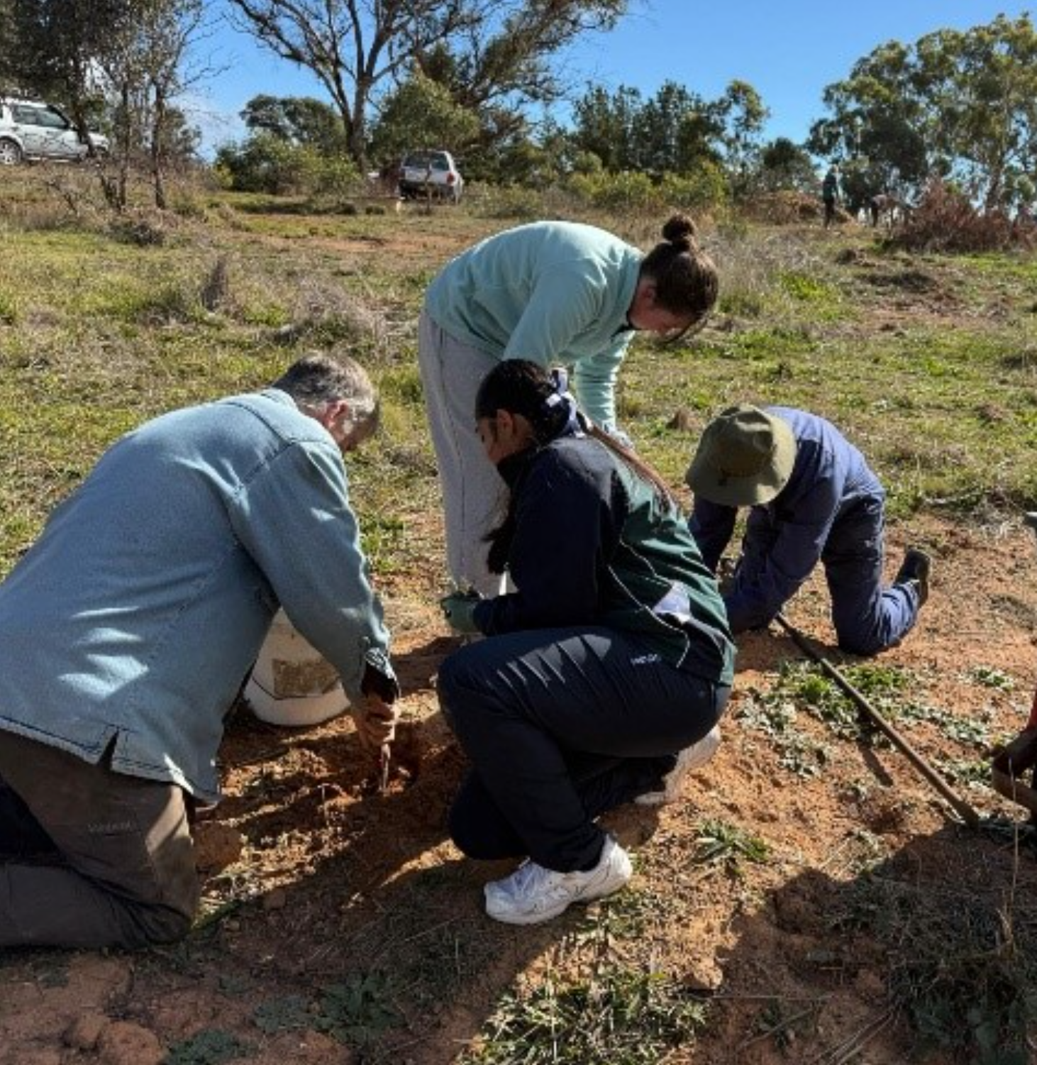 Planting at the Sutton Village Reserve