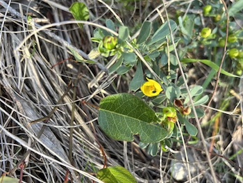 251016 BBLG Bookham Cemetry 3487