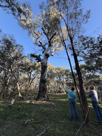 251016 BBLG Bookham Cemetry 3521