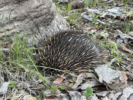 251016 BBLG Bookham Cemetry 3548