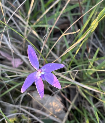 251016 BBLG Bookham Cemetry 3577