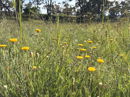 251117 BelowOurKnees NativeGrassland 4246