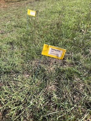 Below Knees Grasslands 260328 6162S