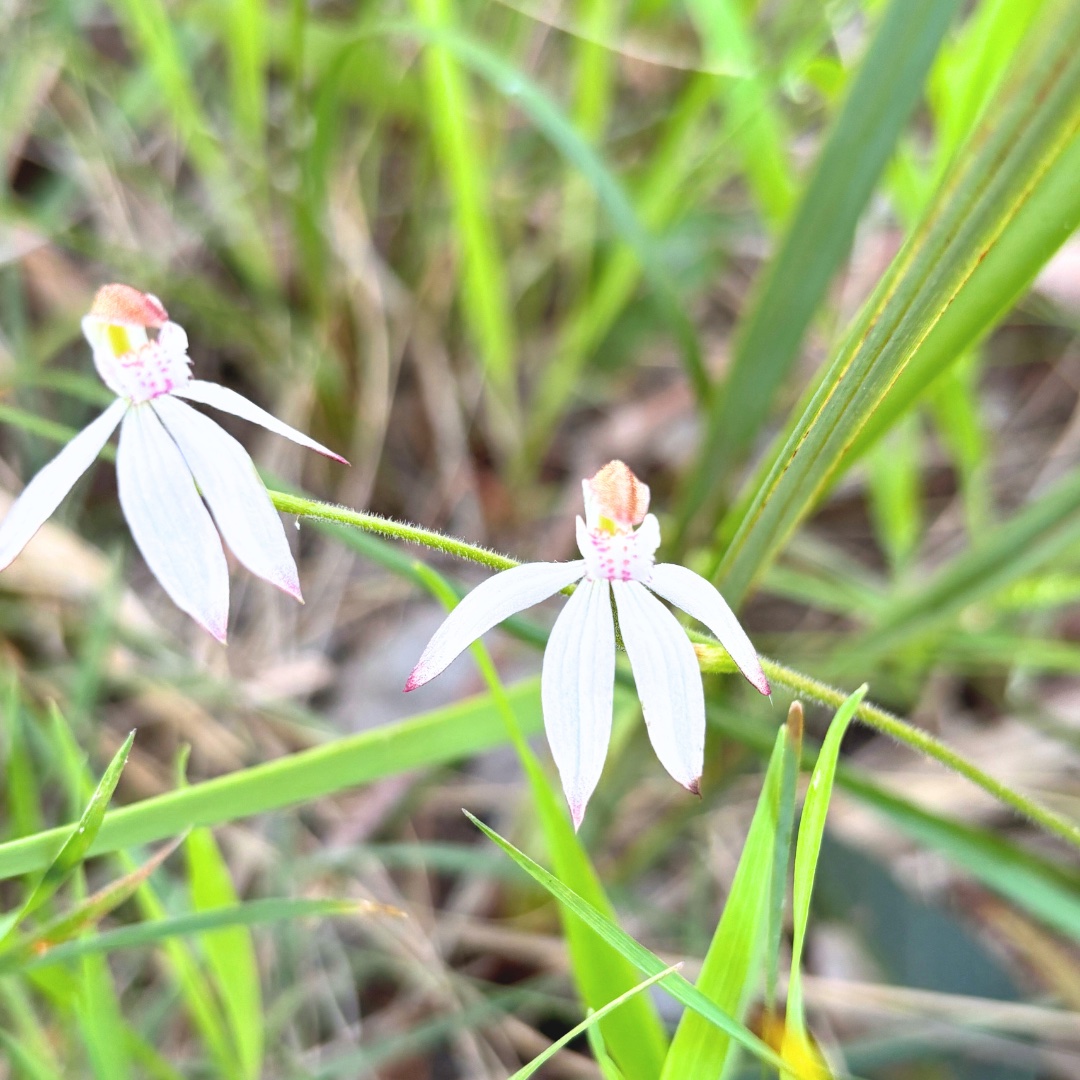 Exploring Bookham’s Hidden Biodiversity Ahead of the Great Southern Bioblitz