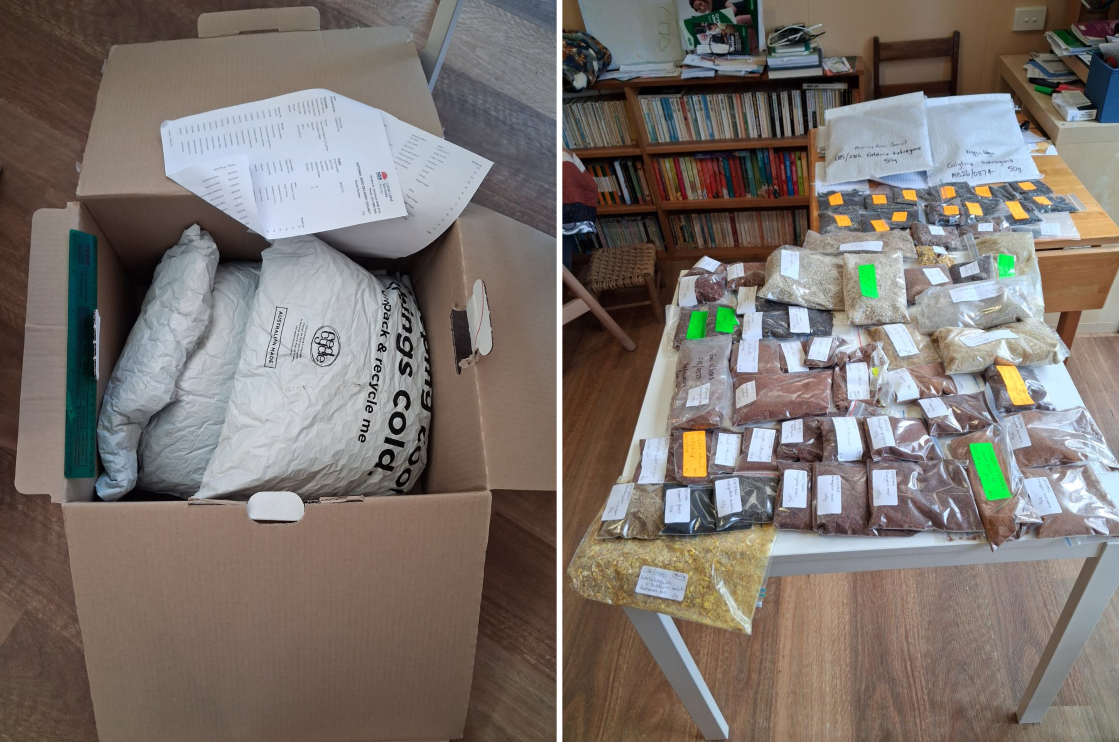 Blog Germination seed