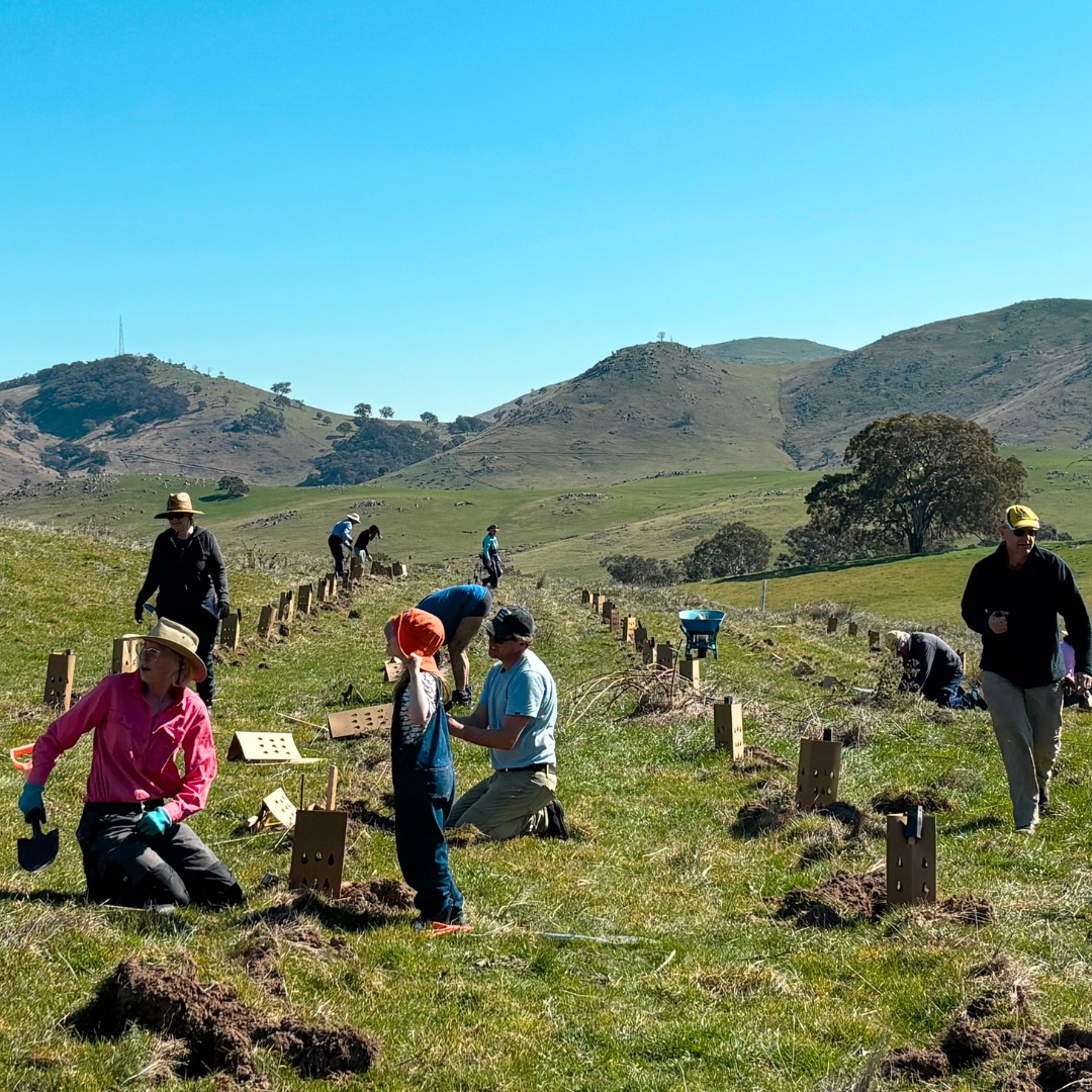 National Landcare Week: Planting at Bookham