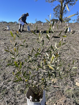 Blog Monitoring2025 C