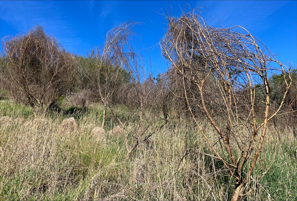 Blog Weed Wins 2026 1 Header