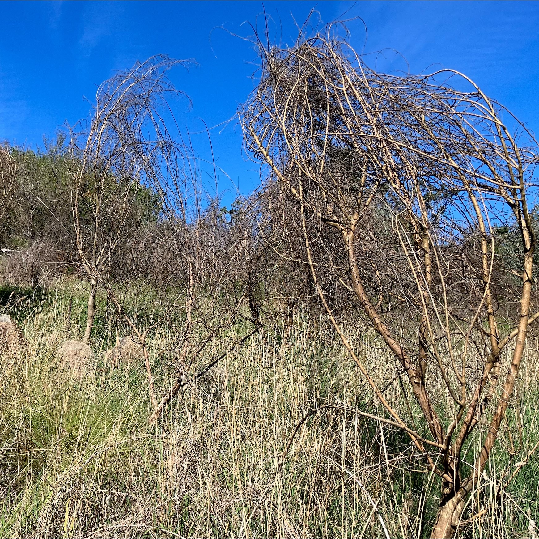 Weed Wins at Yass Gorge  