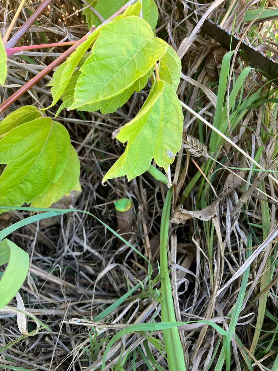 Blog Weed Wins 2026 2