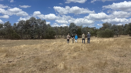 DirectSeeding 260220 5613