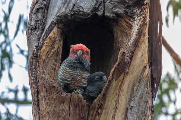 Gang Gang AlexPike DCCEEW 1