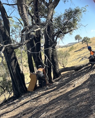 HollowHog 260208 5228