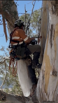 HollowHog 260208 5355