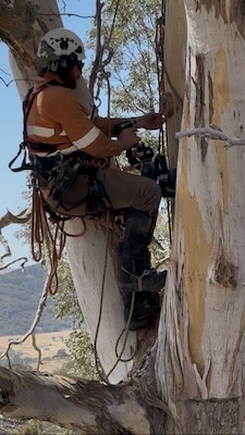 HollowHog 260208 5356