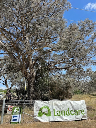 MLG IndegenousPlantWorkshop 4 copy