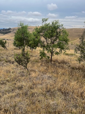 PlantingForOurFuture 3