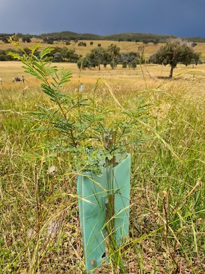 PlantingForOurFuture 7