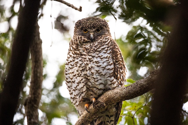 PowerfulOwl AlexPike DCCEEW 1