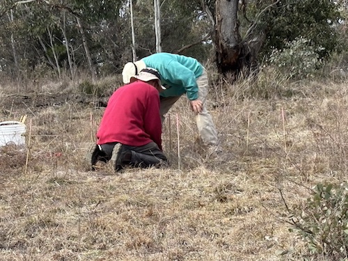 SuttonWorkingBee 250810 9