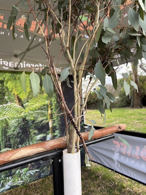 YLG Science Week IMG 2510