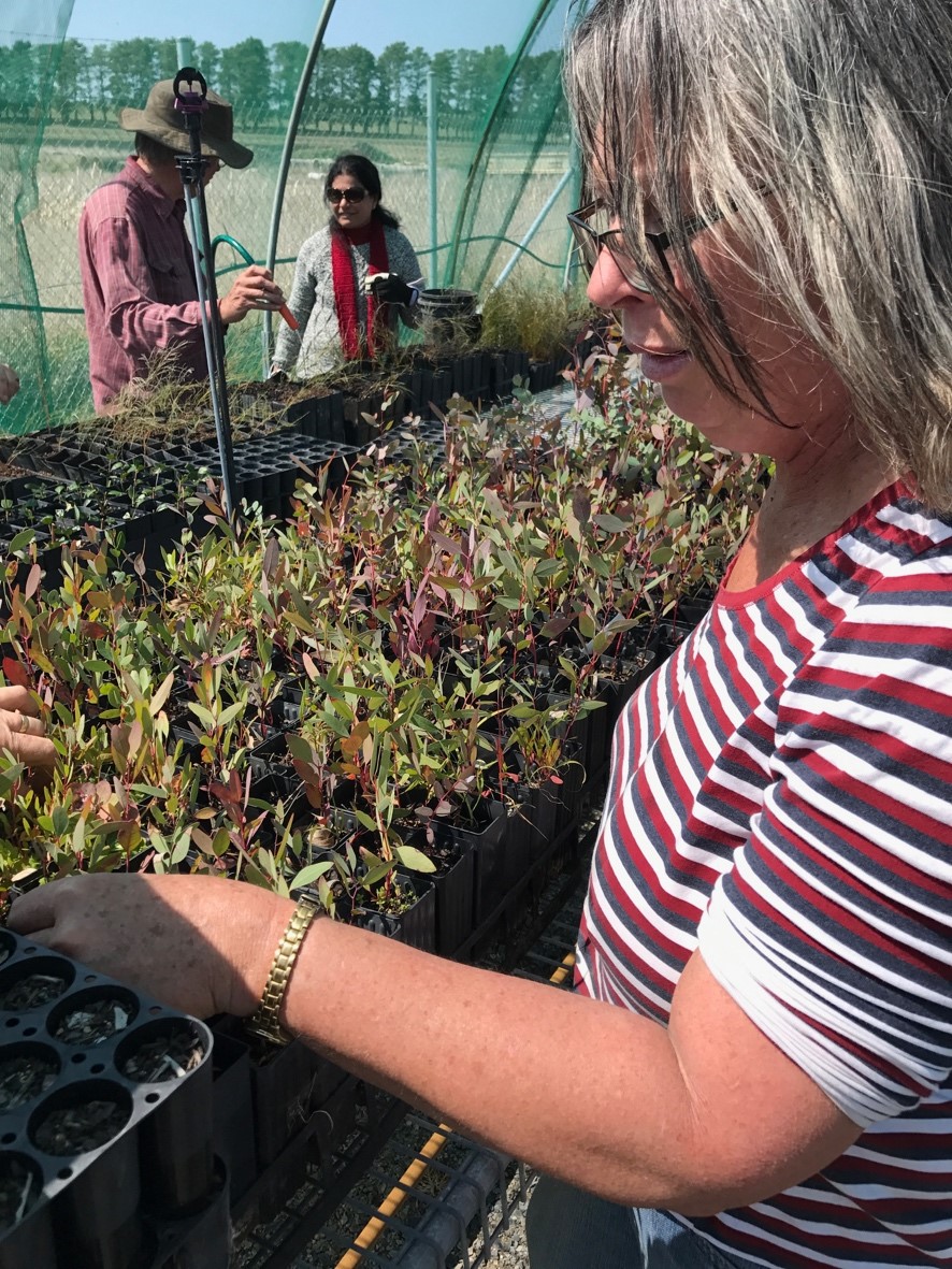 Landcare members preparing tube stock